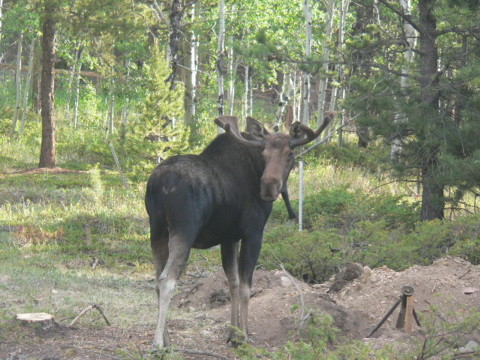 moose
