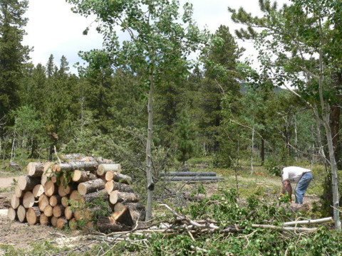 clearing trees