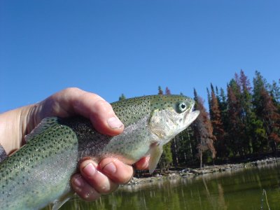 Irritated rainbow trout